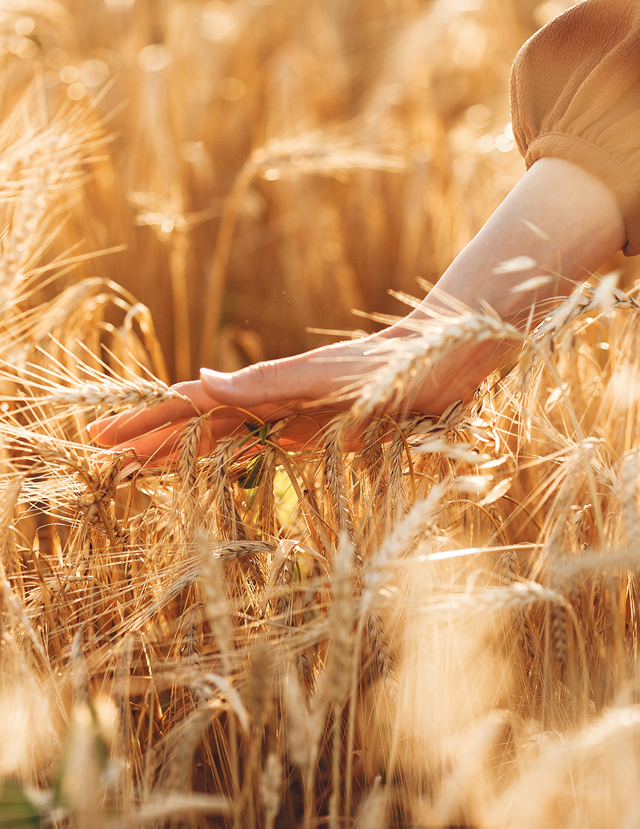 Campos de trigo Dialsa Cereales y Materias Primas