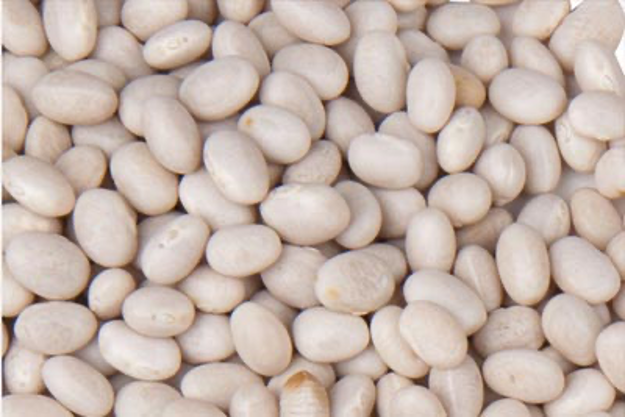 Navy Bean​